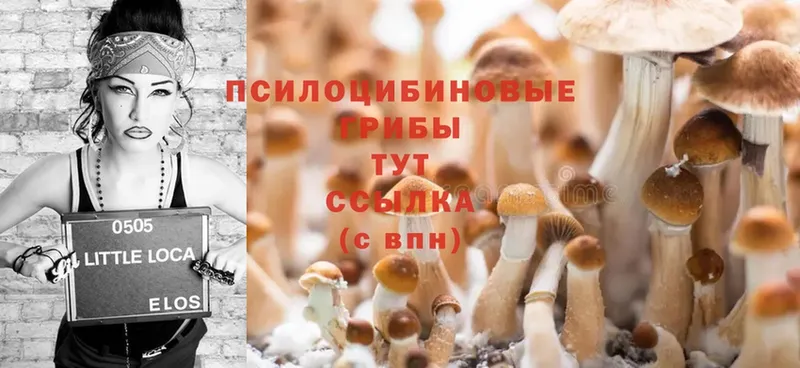 Галлюциногенные грибы Cubensis  как найти закладки  Междуреченск 